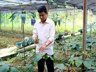 'Trốn' lên rừng trồng bạt ngàn sâm, tam thất hoang quý hiếm