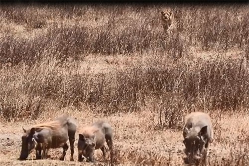 CLIP: Cất công rình rập, sư tử vẫn chào thua lợn rừng