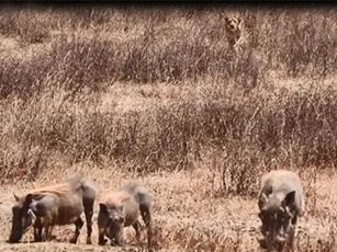 CLIP: Cất công rình rập, sư tử vẫn chào thua lợn rừng