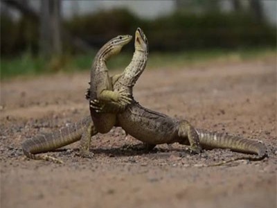 CLIP: Hai con kỳ đà cát 'đấu vật' quyết liệt