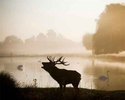 Những bức ảnh động vật ấn tượng nhất năm 2018