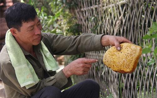 Ly kỳ chuyện săn mật của loài ong hung dữ nơi rừng Tây Yên Tử