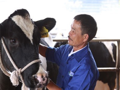 Lão nông nuôi bò thời công nghệ 4.0, thu tiền tỷ