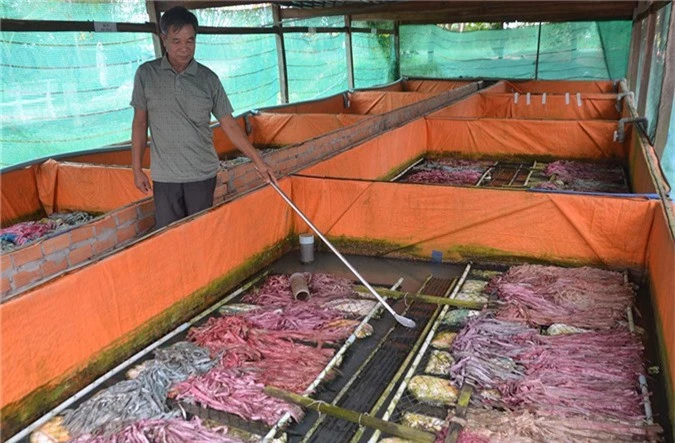 an giang: nuoi luon khong bun day dac, ban 170.000 dong/ky hinh anh 2