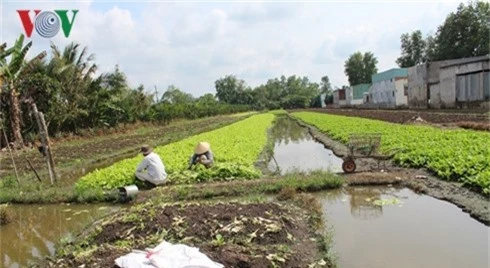 rau mau tet o vinh long chet nhieu do con mua trai mua hinh 1