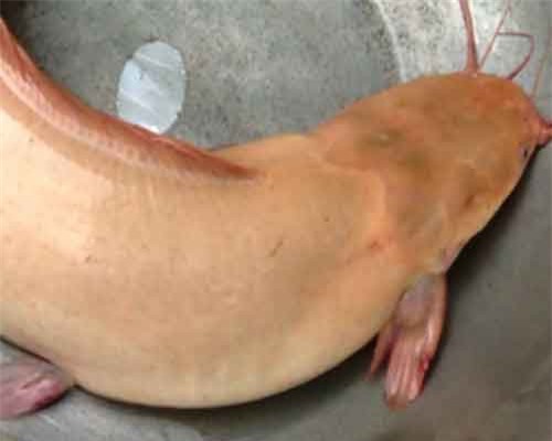 Cá trê 'khủng' có màu vàng rất lạ sa lưới ở Đồng Tháp