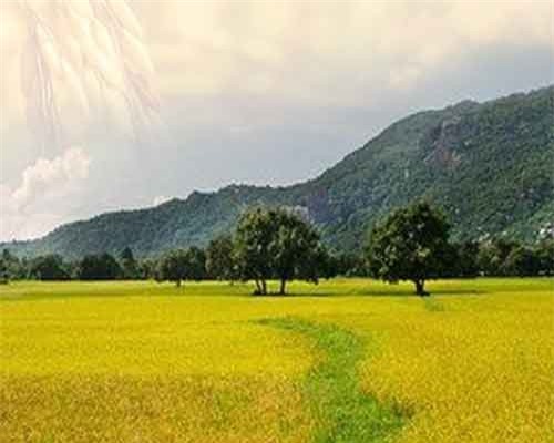 Nhà nông đổi đời nhờ gạo Việt 'lột xác' từ lượng đến chất