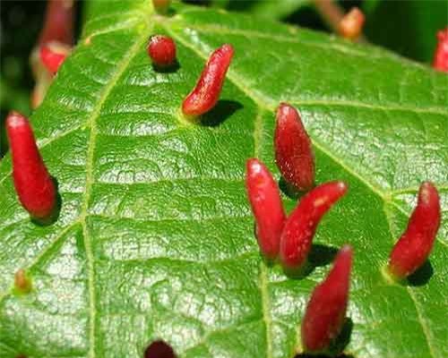 Điều ít biết về nhện lông nhung đã xấu còn có hại ở Việt Nam