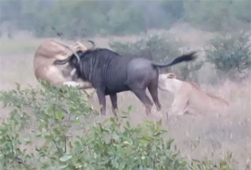 CLIP HOT (29/12): Cây vú sữa 300 triệu độc nhất tại Bến Tre, linh dương đầu bò húc bay 2 con sư tử