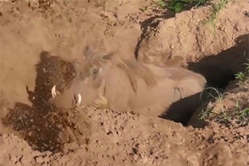 CLIP: Cận cảnh quá trình đào hang của lợn rừng