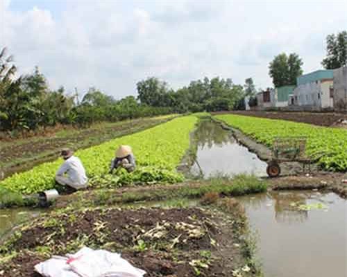 Rau màu vụ Tết ở Vĩnh Long chết nhiều do cơn mưa trái mùa