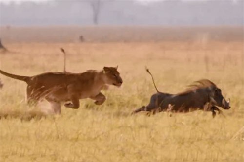 CLIP HOT (30/12): Lợn rừng thoát chết dù bị sư tử tấn công, Công Phượng 'bắn' tiếng Anh cực hài