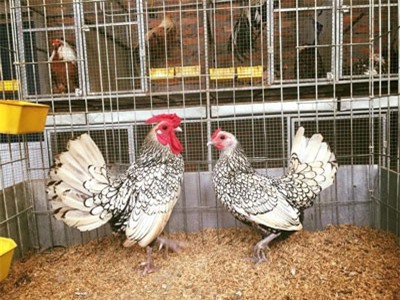 Gà 'vảy cá' giá 5-7 triệu: Hàng hiếm chơi Tết, dân chơi xếp hàng cả tháng