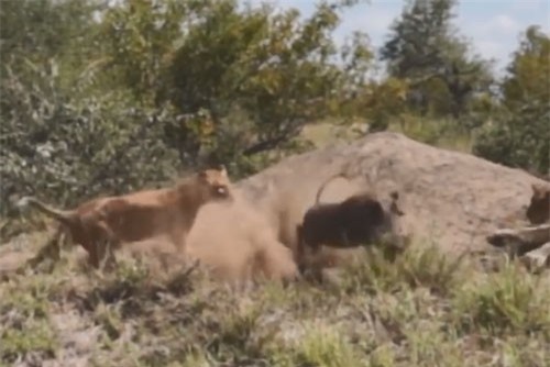 CLIP: Cất công ngồi phục, sư tử vẫn vồ hụt lợn rừng