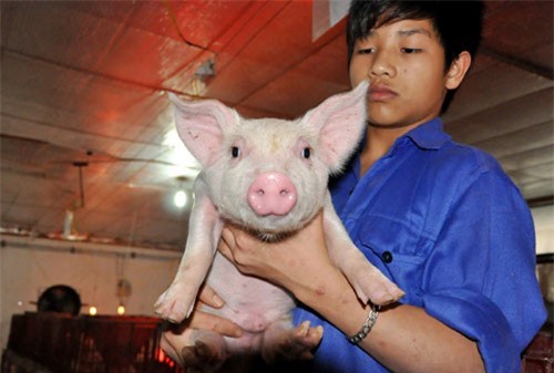 Đã mắt ngắm trang trại lợn xa xỉ, cao tầng độc nhất giữa Hà Nội