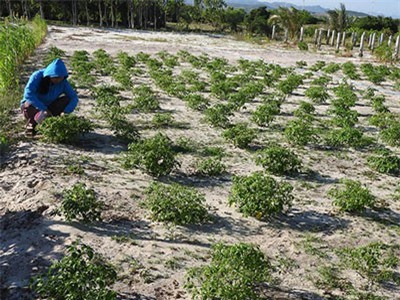 Bình Thuận: Đặc sản ớt chim bé như mắt muỗi có giá 1 triệu đồng/kg?