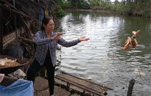 Làm giàu ở nông thôn: Cho cá ăn... bánh mì, thu nửa tỷ đồng/năm