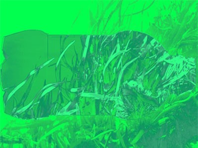 Vi sinh vật ăn cỏ biển có thể tạo ra nhựa phân hủy sinh học