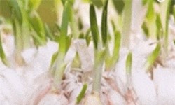 CLIP: Các loại thực phẩm giúp chống độc 'cực đỉnh'