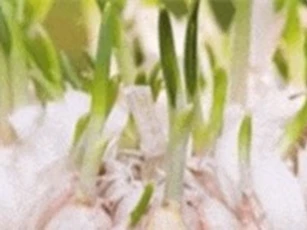 CLIP: Các loại thực phẩm giúp chống độc 'cực đỉnh'