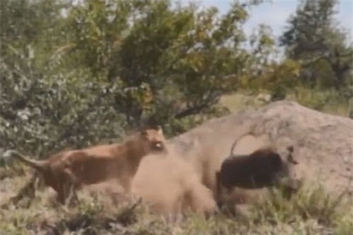 CLIP HOT (31/12): Sư tử vồ hụt lợn rừng dù cất công ngồi mai phục, người đàn ông chặt gạch bằng tay không