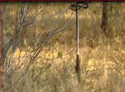 CLIP: Cầy mangut chơi đánh đu với rắn