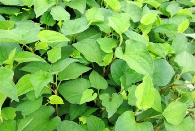 Lấy một nắm lá này ngâm rượu nếp: Bạn sẽ tiếc hùi hụi vì không biết “nước tiên” này sớm hơn