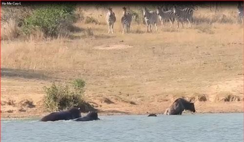 CLIP: Hà mã giải cứu linh dương thoát chết khỏi miệng cá sấu