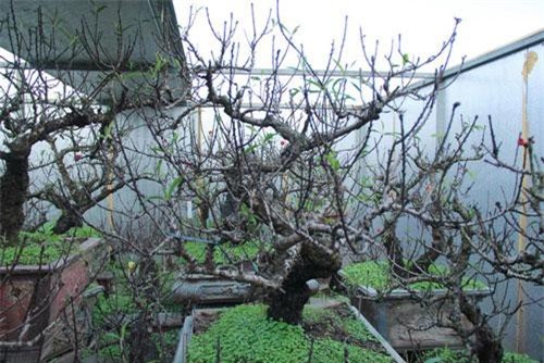 Không khí lạnh tràn về ủng hộ làng đào Nhật Tân trước dịp tết