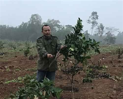 Truy tìm kẻ đốt nhà và 7 lần chặt phá vườn cây của một chủ trang trại