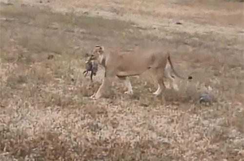 CLIP: Sư tử tóm gọn lợn rừng trong tích tắc