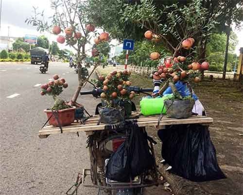 Cảnh giác với hoa cảnh 'dỏm' cuối năm