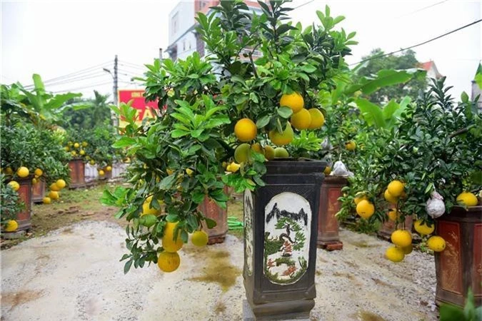 Bưởi bonsai cỡ nhỏ giá tiền triệu được nhiều người ưa chuộng dịp Tết - Ảnh 12. Bưởi bonsai cỡ nhỏ giá tiền triệu được nhiều người ưa chuộng dịp Tết - Ảnh 12.