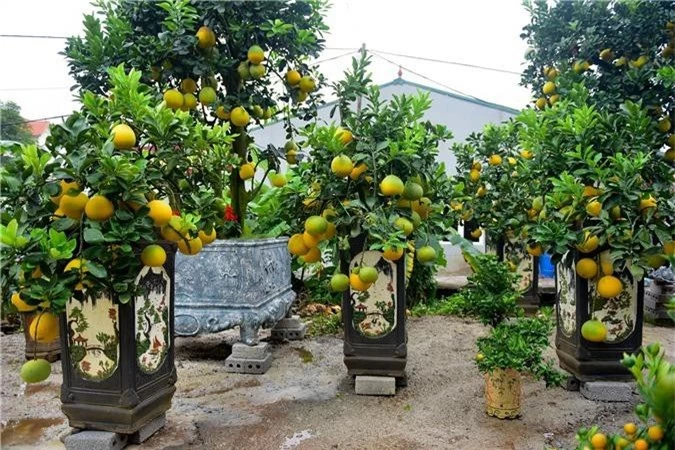 Bưởi bonsai cỡ nhỏ giá tiền triệu được nhiều người ưa chuộng dịp Tết - Ảnh 3. Bưởi bonsai cỡ nhỏ giá tiền triệu được nhiều người ưa chuộng dịp Tết - Ảnh 3.