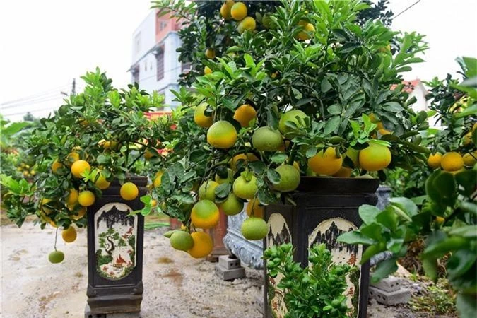 Bưởi bonsai cỡ nhỏ giá tiền triệu được nhiều người ưa chuộng dịp Tết - Ảnh 5. Bưởi bonsai cỡ nhỏ giá tiền triệu được nhiều người ưa chuộng dịp Tết - Ảnh 5.
