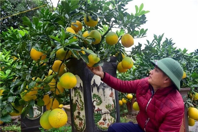 Bưởi bonsai cỡ nhỏ giá tiền triệu được nhiều người ưa chuộng dịp Tết - Ảnh 10. Bưởi bonsai cỡ nhỏ giá tiền triệu được nhiều người ưa chuộng dịp Tết - Ảnh 10.