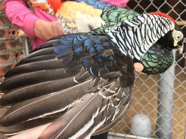 Trĩ xanh 7 màu nhập châu Âu đại gia ngã giá nghìn đô vẫn bị lắc đầu