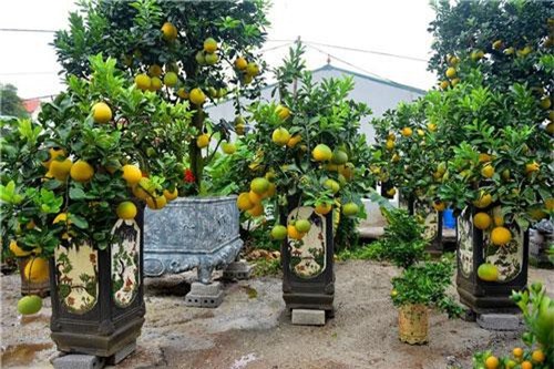 Bưởi bonsai cỡ nhỏ giá tiền triệu được nhiều người ưa chuộng dịp Tết