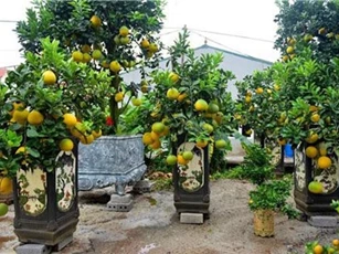 Bưởi bonsai cỡ nhỏ giá tiền triệu được nhiều người ưa chuộng dịp Tết