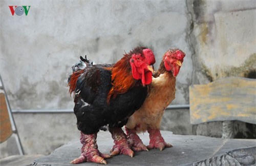 Thực hư chuyện gà Đông Tảo giá vài chục triệu đồng/con làm quà Tết