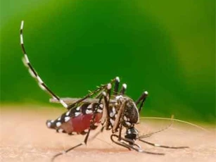 Khám phá rùng mình về những con muỗi vẫn xuất hiện vào mùa đông