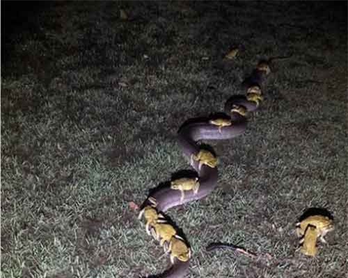 10 con cóc bám trên lưng con trăn ‘tránh lũ’