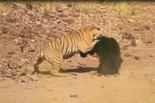 CLIP: Gấu mẹ chiến đấu với hổ để bảo vệ con