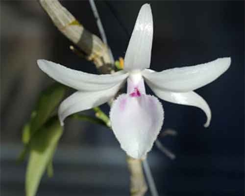 Gia Lai xôn xao thông tin bán cây lan Phi điệp giá hơn 1 tỷ đồng