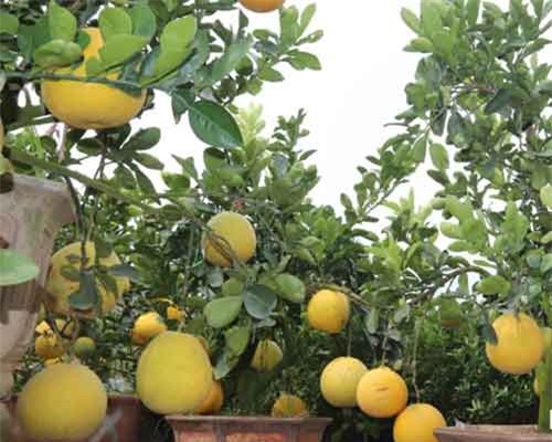 Bưởi Diễn được đưa từ miền Bắc về miền Tây chơi Tết