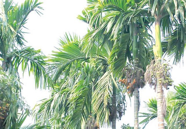  Phải bồi thường 2 triệu đồng vì chặt 6 cây cau của hàng xóm