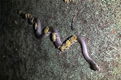 Clip: Trăn ‘cõng” đàn cóc để tránh bị ngập nước