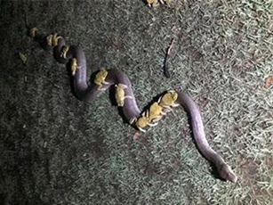 Clip: Trăn ‘cõng” đàn cóc để tránh bị ngập nước