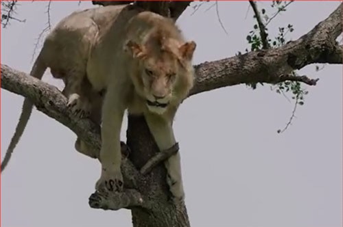CLIP: 'Hài hước' sư tử bị mắc kẹt trên cây