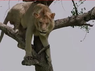 CLIP: 'Hài hước' sư tử bị mắc kẹt trên cây